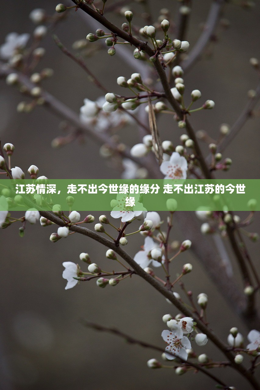 江苏情深，走不出今世缘的缘分 走不出江苏的今世缘